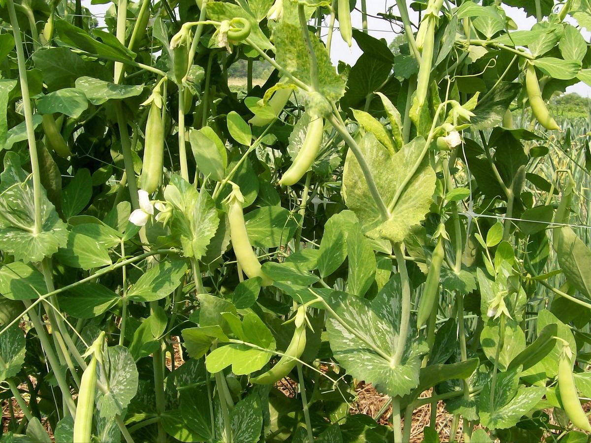 Seed - Snap Pea, Sugar Daddy