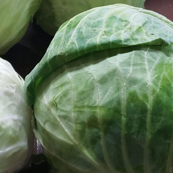 Cabbage Large