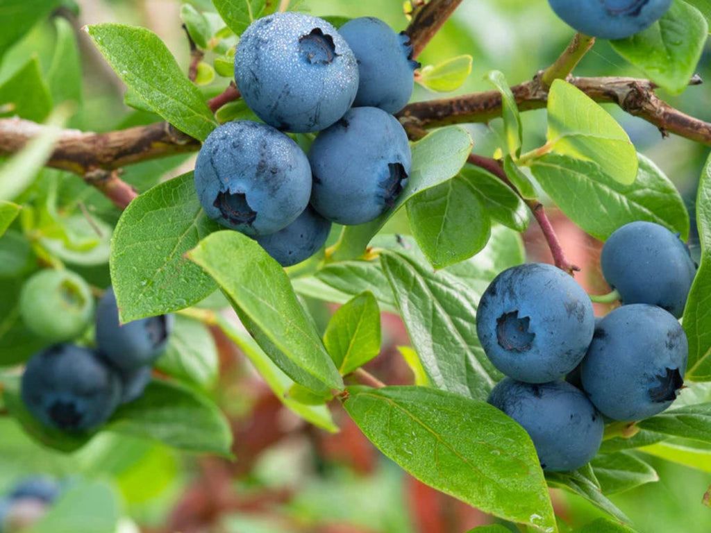 Blueberry, Brightwell (M)