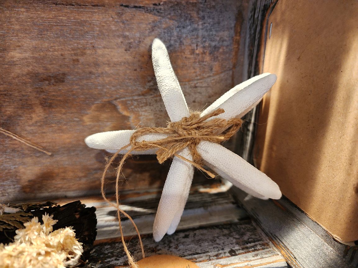 Star Shells - 3 Pack.