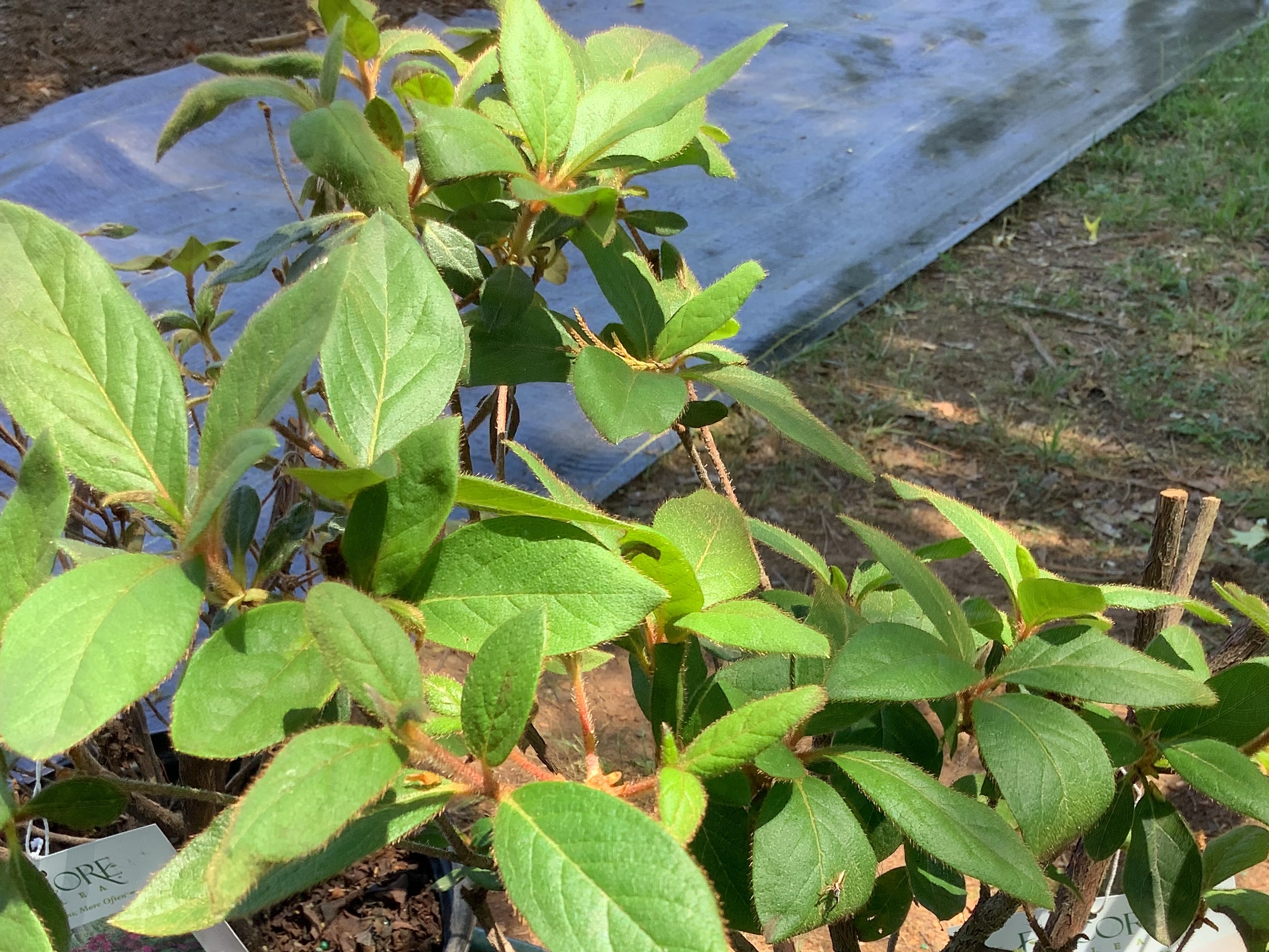 Azalea, Encore - Royalty Magenta (M)