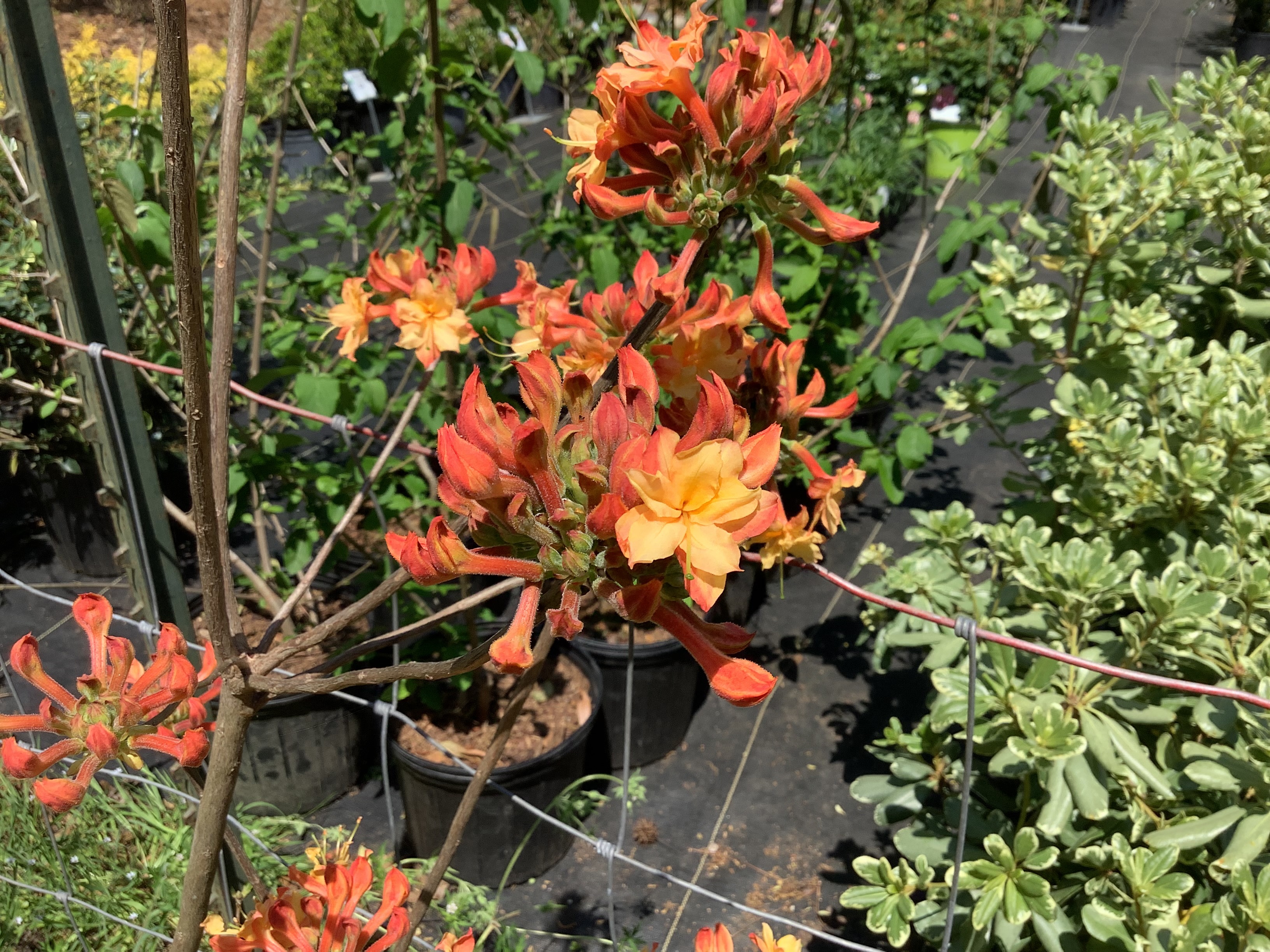 Azalea, Native - Nicole-O Orange Ball Truss Flammeum (M)