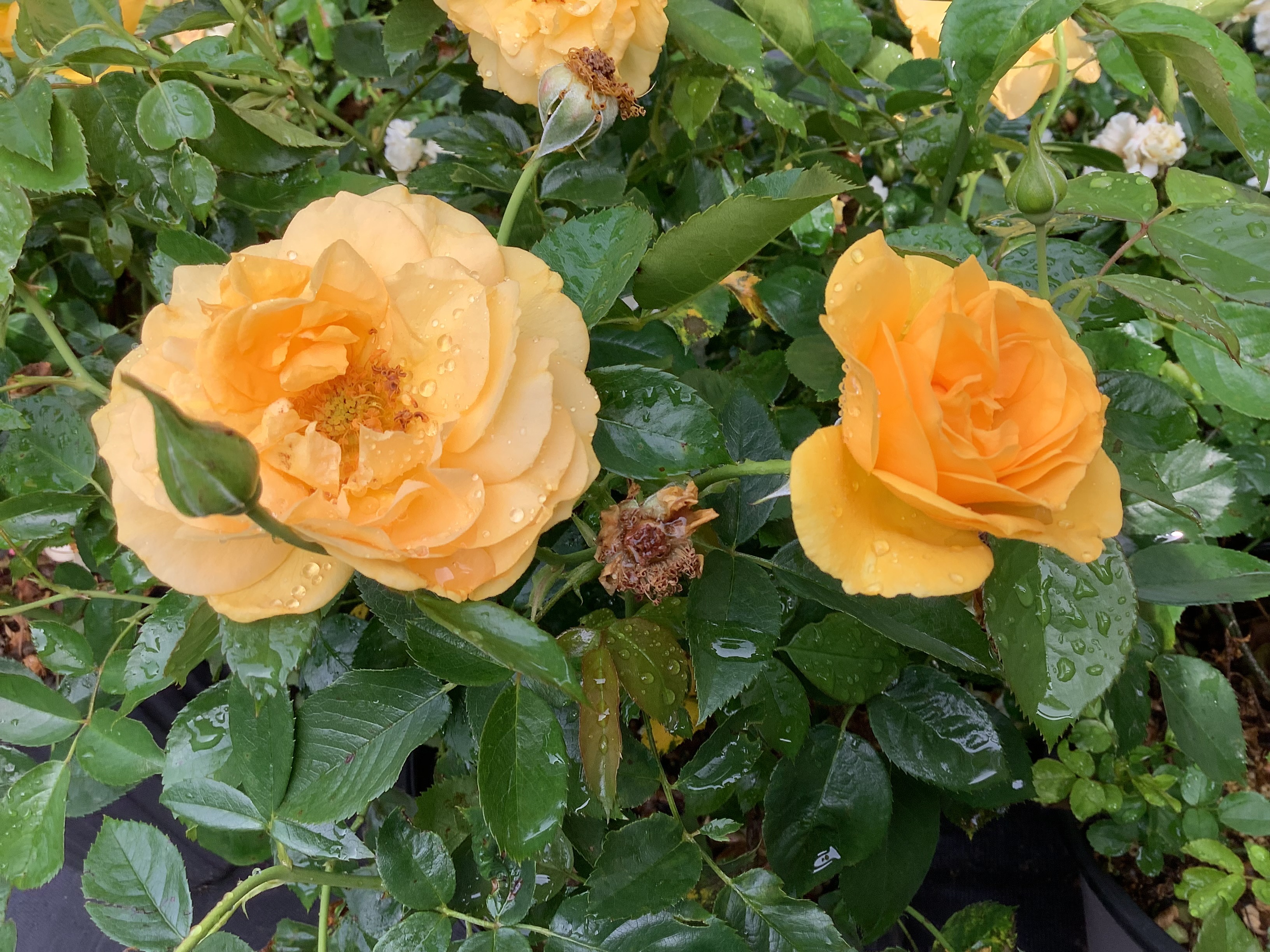 Rose, Julia Child (M)