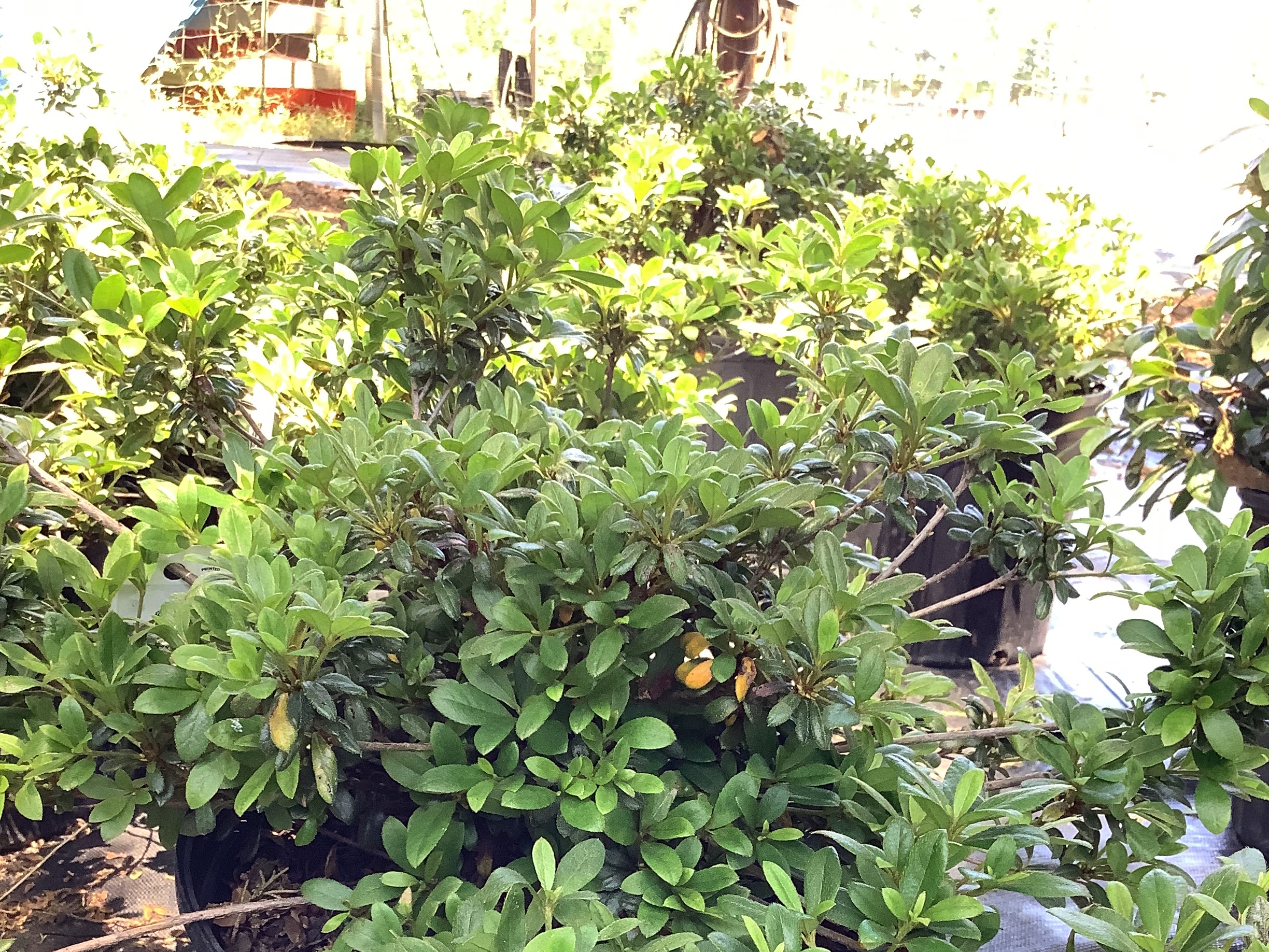 Azalea, Dwarf - White Gumpo (M)