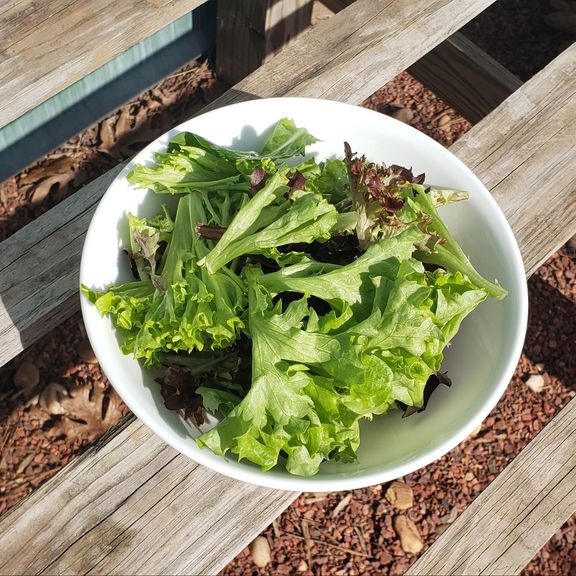 Salanova lettuce  Mix