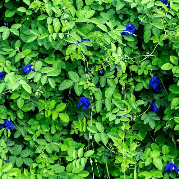 Butterfly Pea Blue Queen Flower & Pollinator Plants, 4" Pots