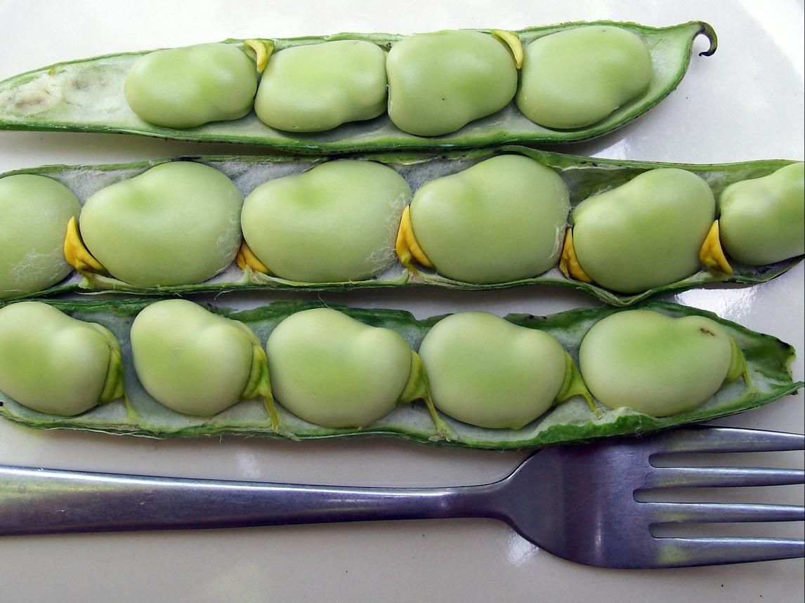 Seed - Fava Bean, Broad Windsor
