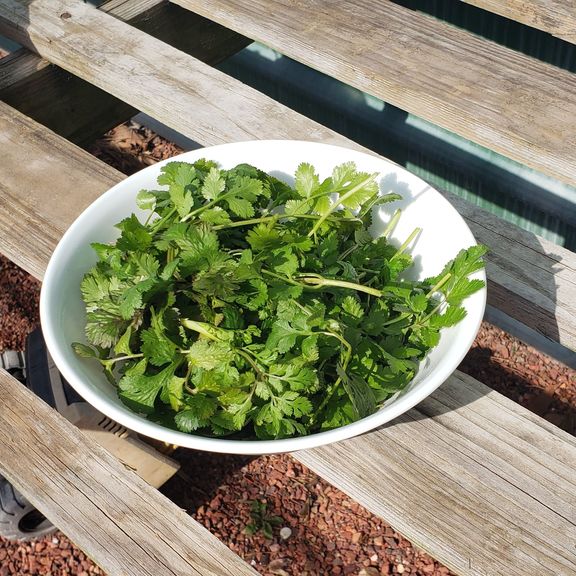 Small bundle Herbs