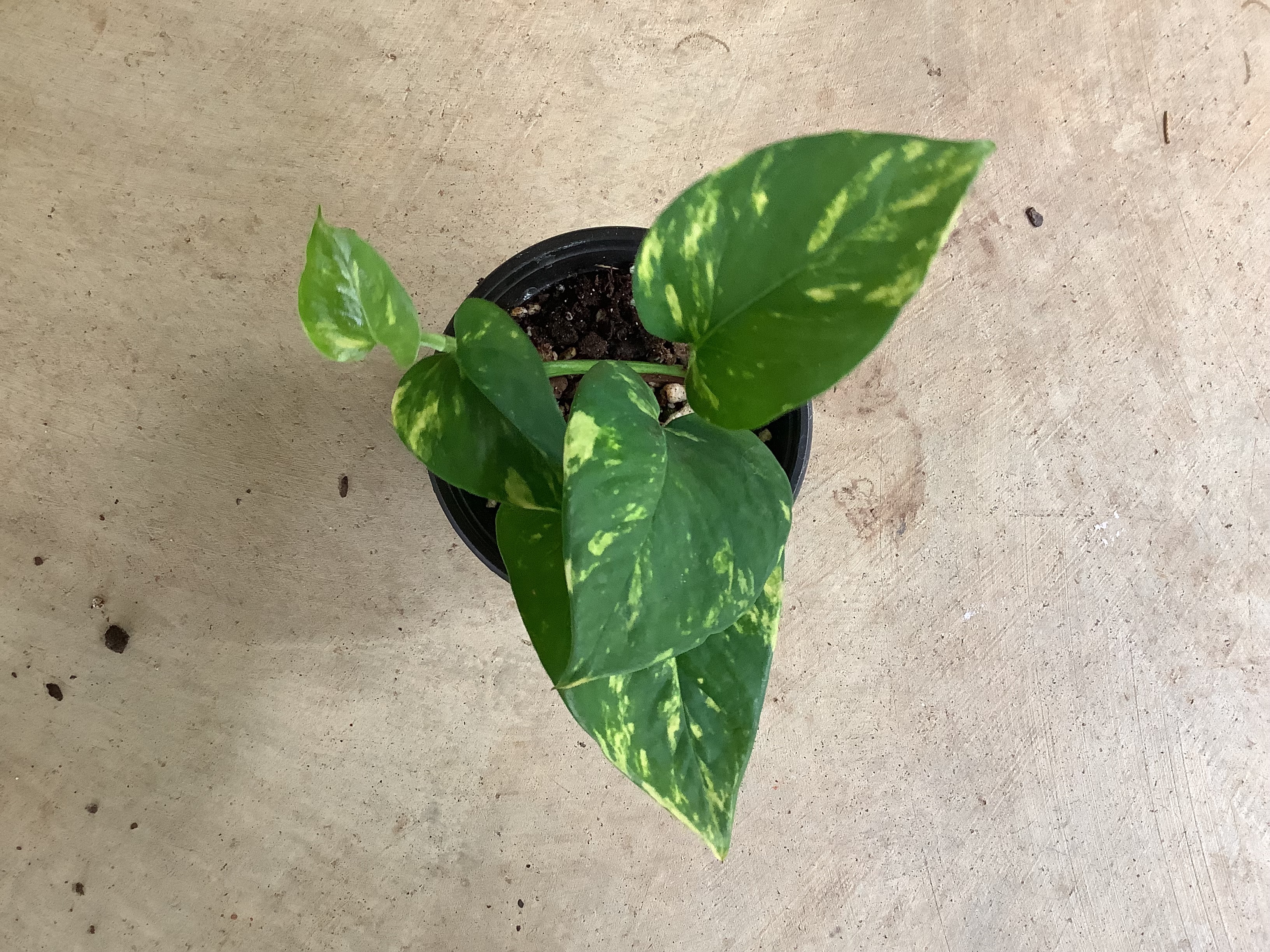 Houseplant - Pothos (Golden)