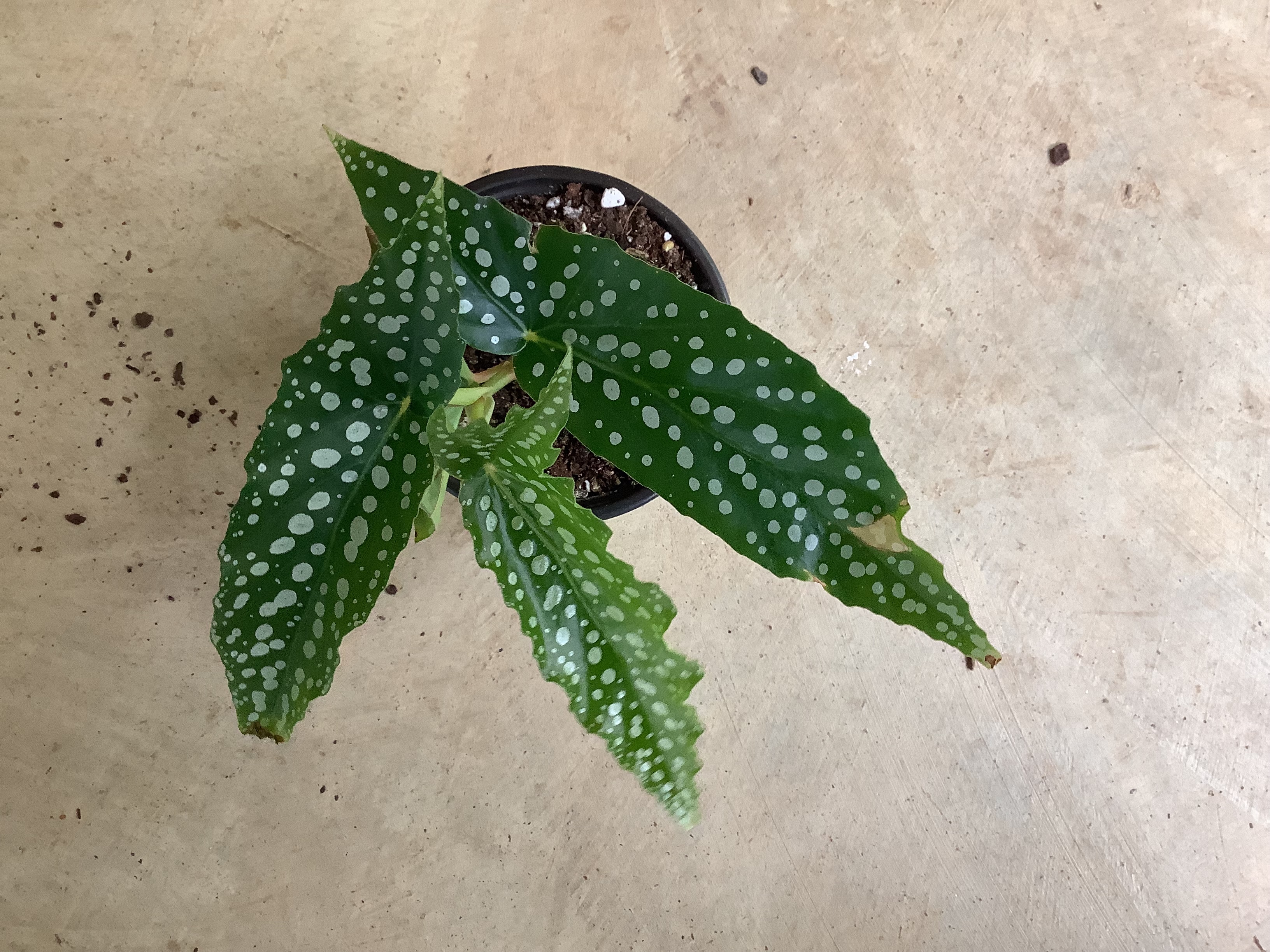 Houseplant - Begonia (Maculata)
