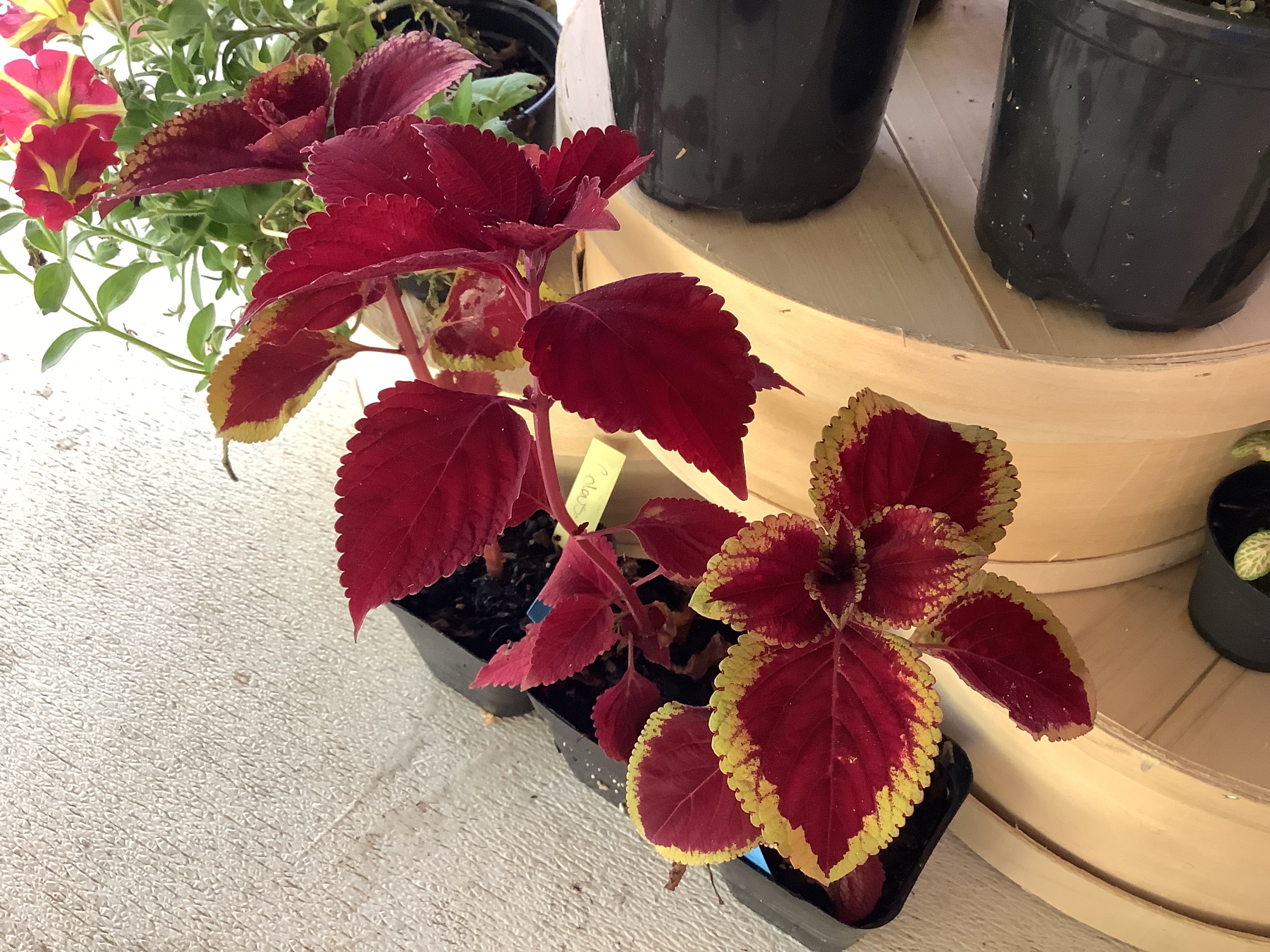 Houseplant - Coleus (Any Variety) Starter