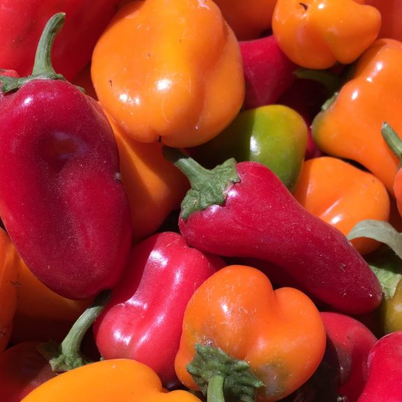 Lunchbox Peppers (sweet little snacking peppers), by the pint