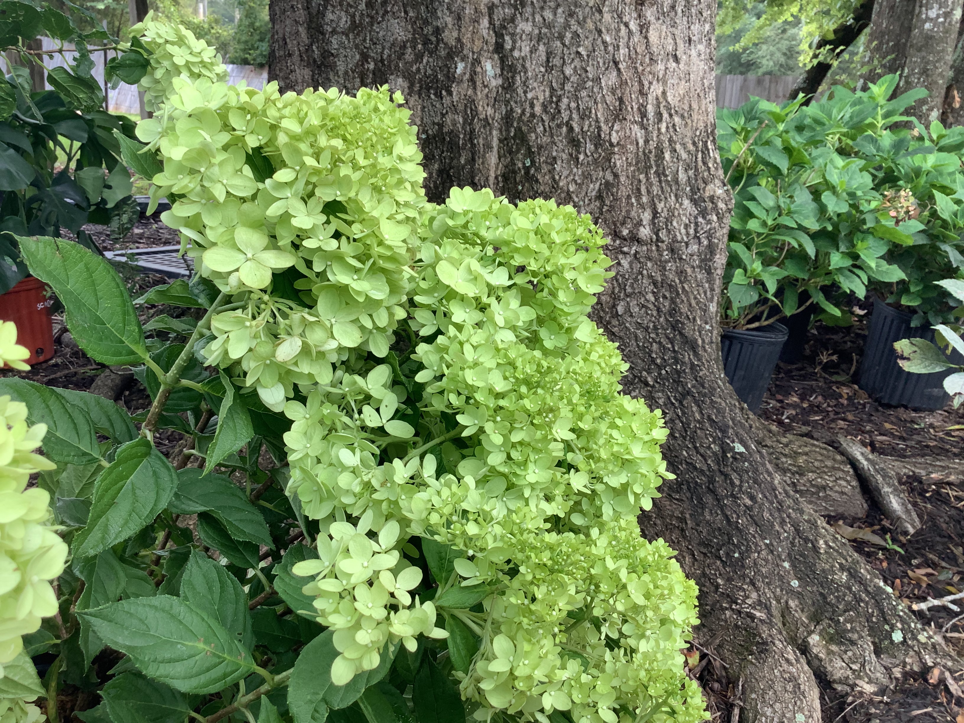 Hydrangea, Proven Winner Little Lime - Panicle (M)