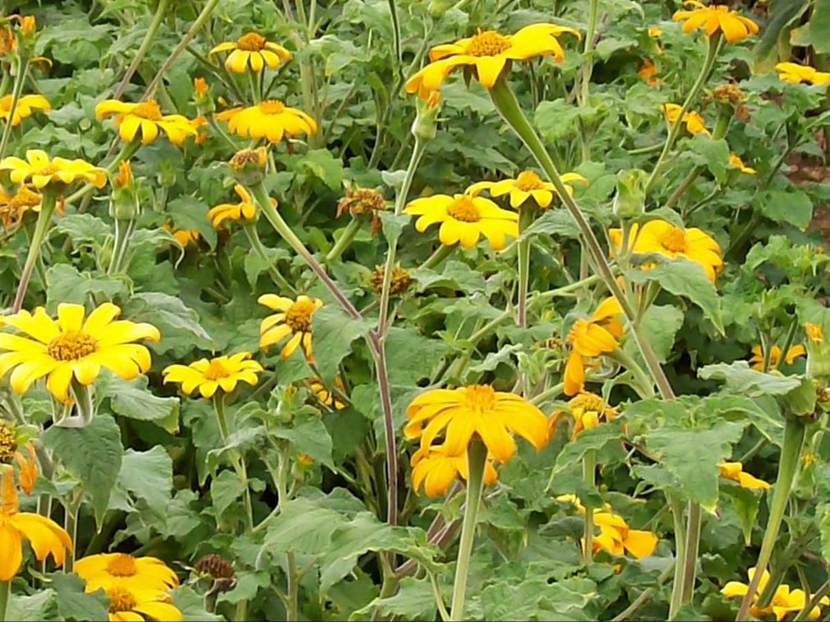 Tithonia, Yellow Torch (Mexican Sunflower)