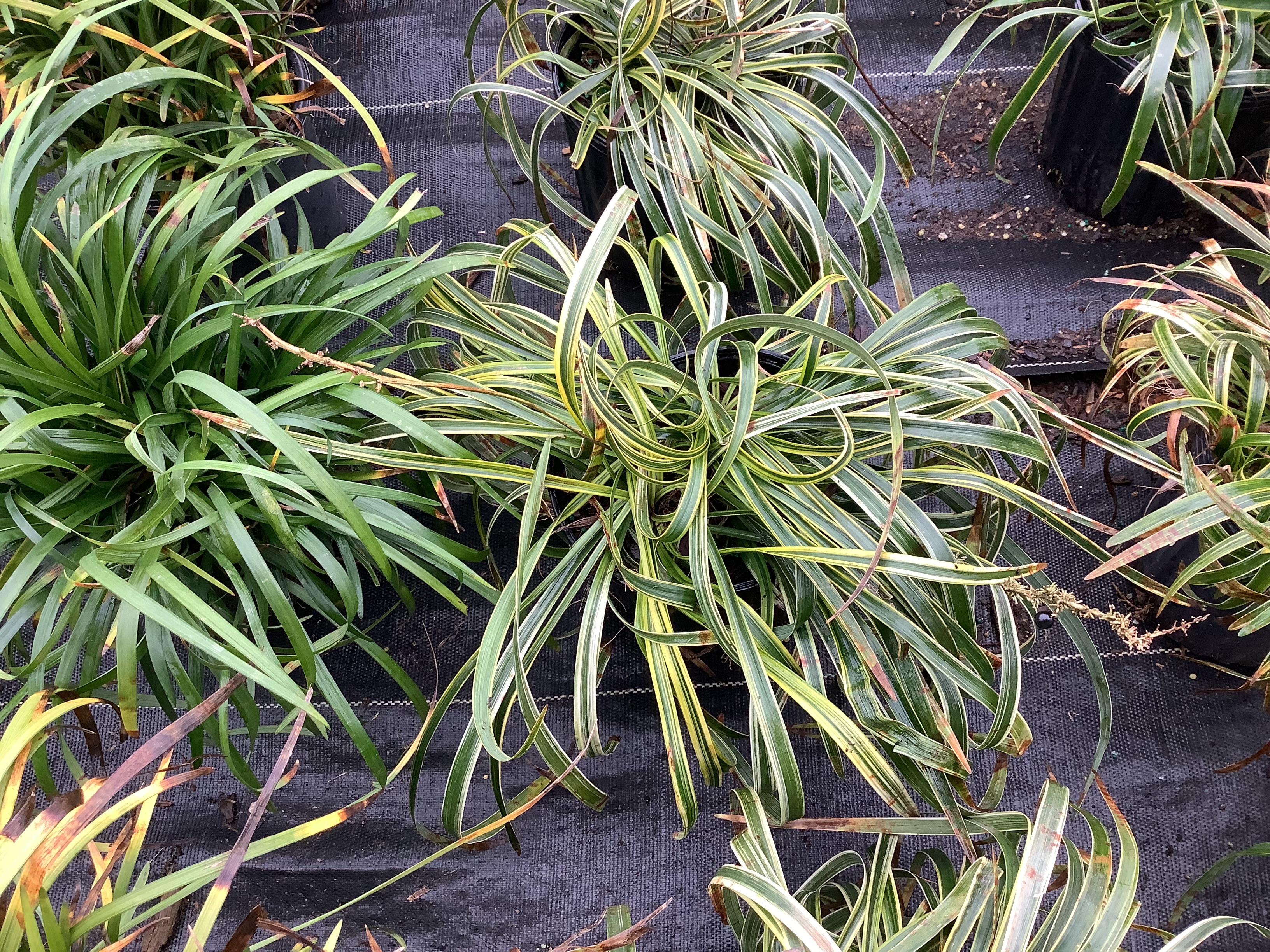 Grass, Liriope Variegated (S)