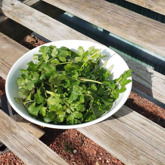 Cilantro Bundle