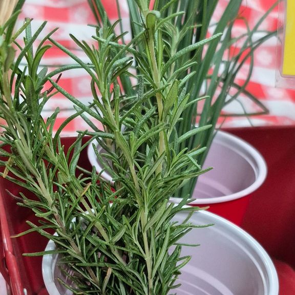 Rosemary (small bundle)