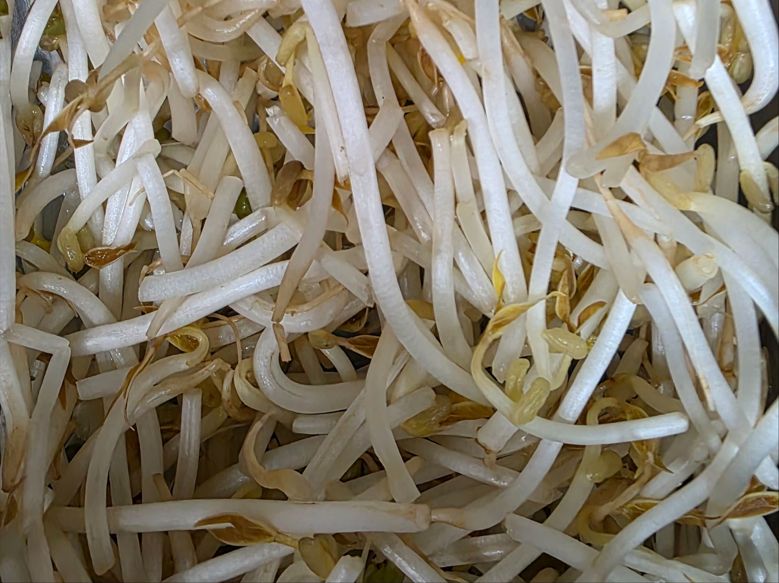 Bean Sprouts.