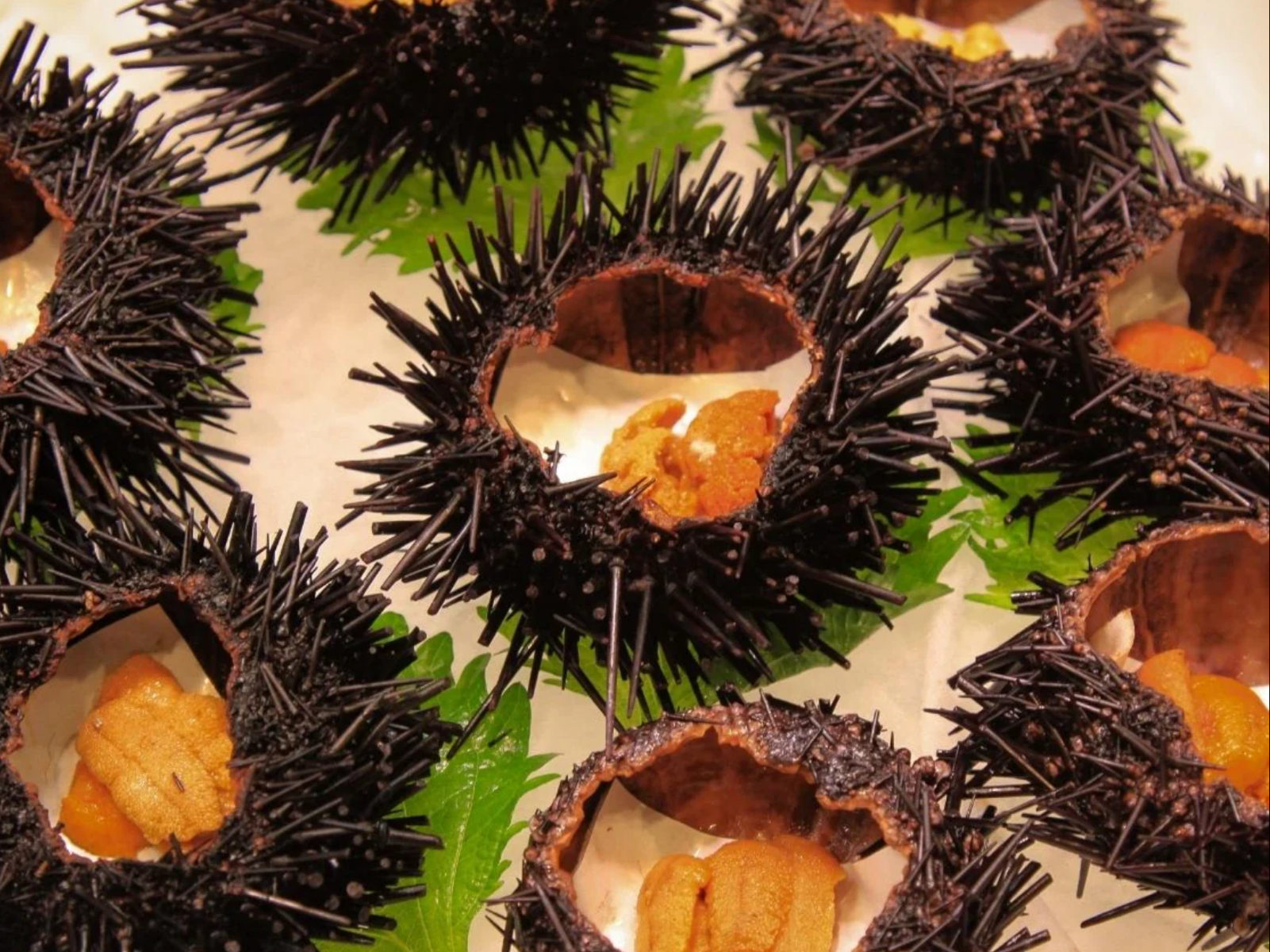 83/Uni (Sea Orchard).