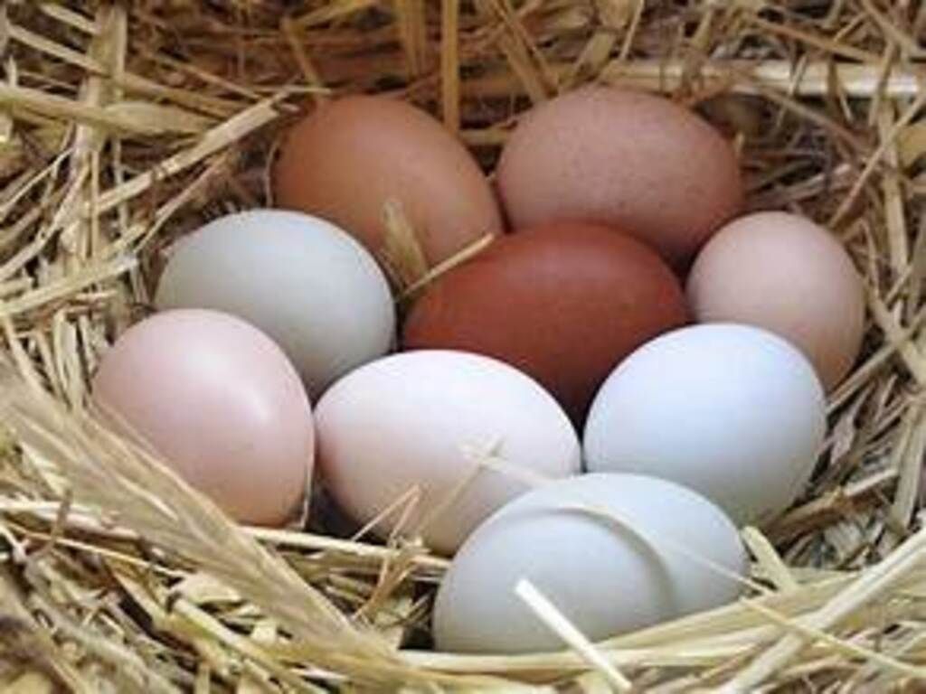 Ovos Caipira Free Range Eggs 12-pack.