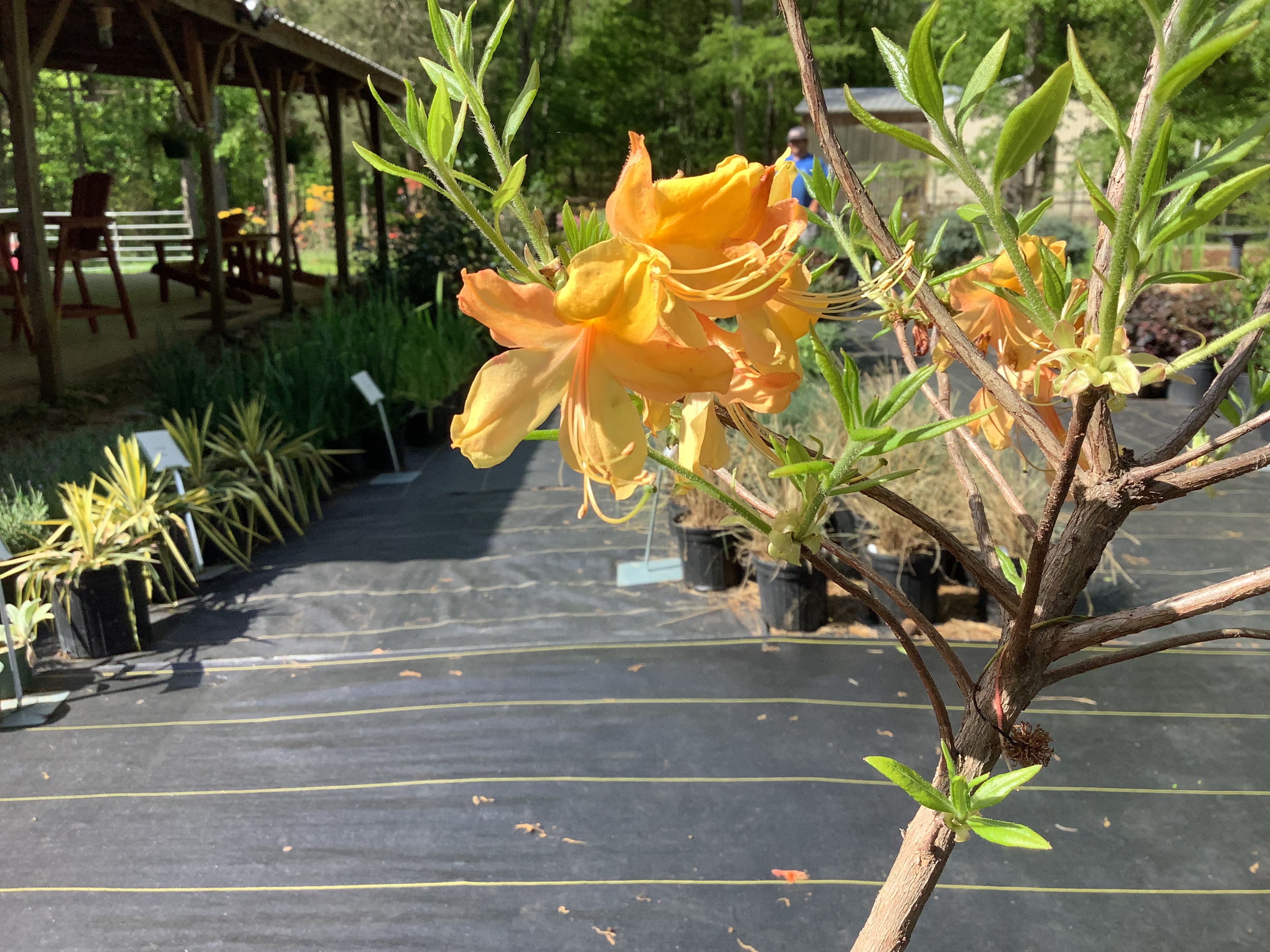 Azalea, Native - Mauvilla Gold Aromi (M)