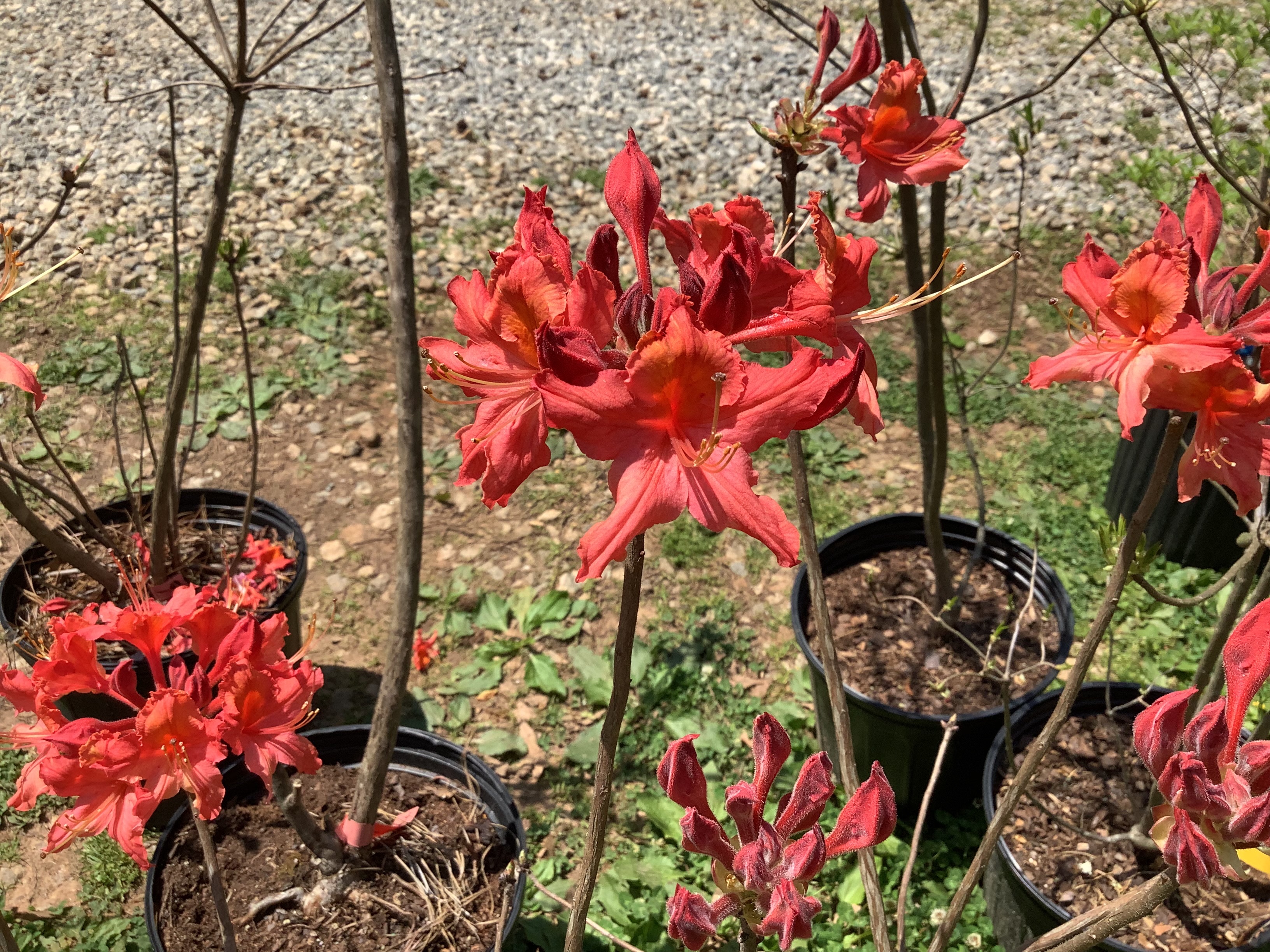 Azalea, Native - Pretty One Salmon Austrinum (M)