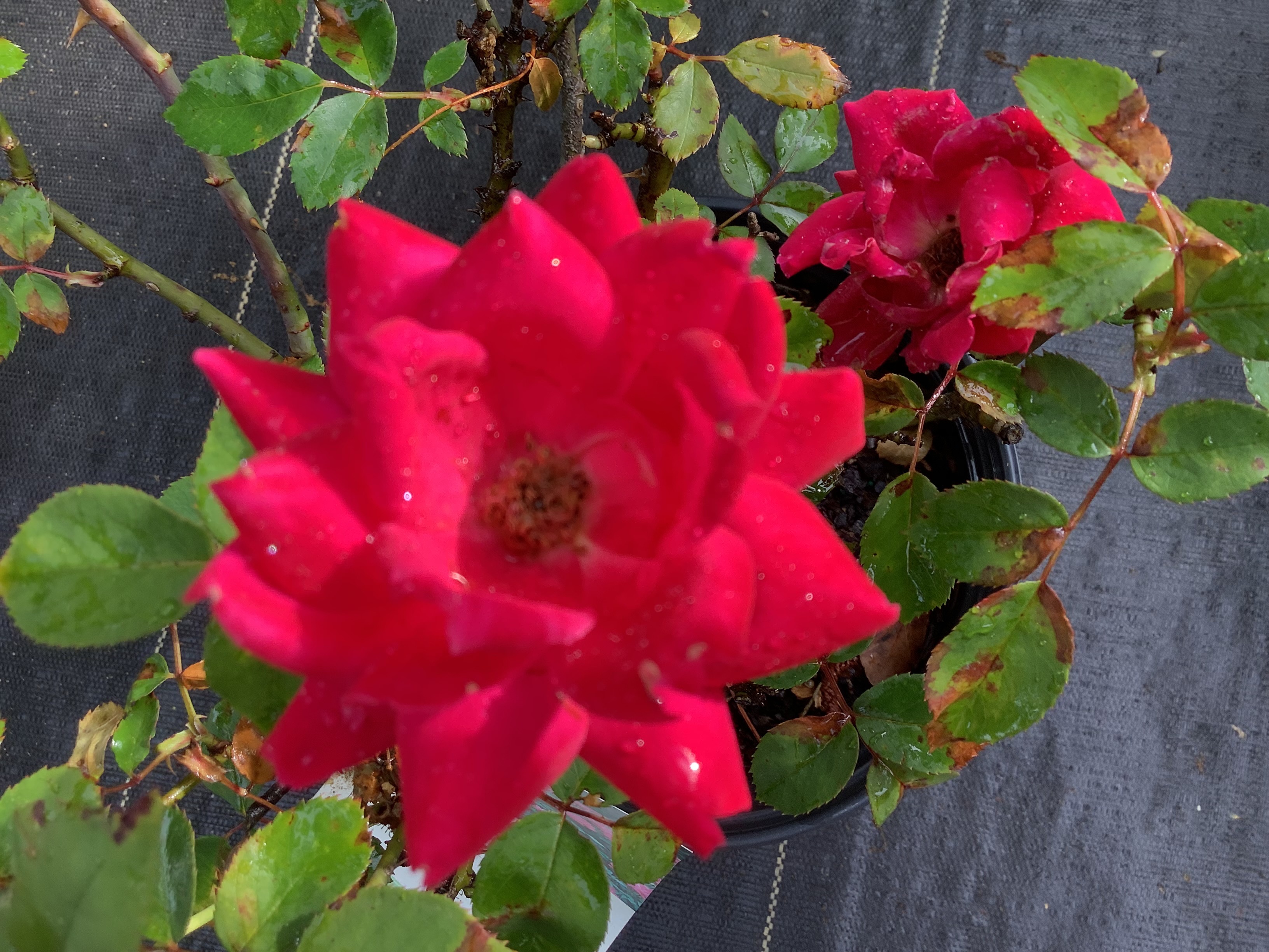 Rose, Knock Out - Double Red (S)