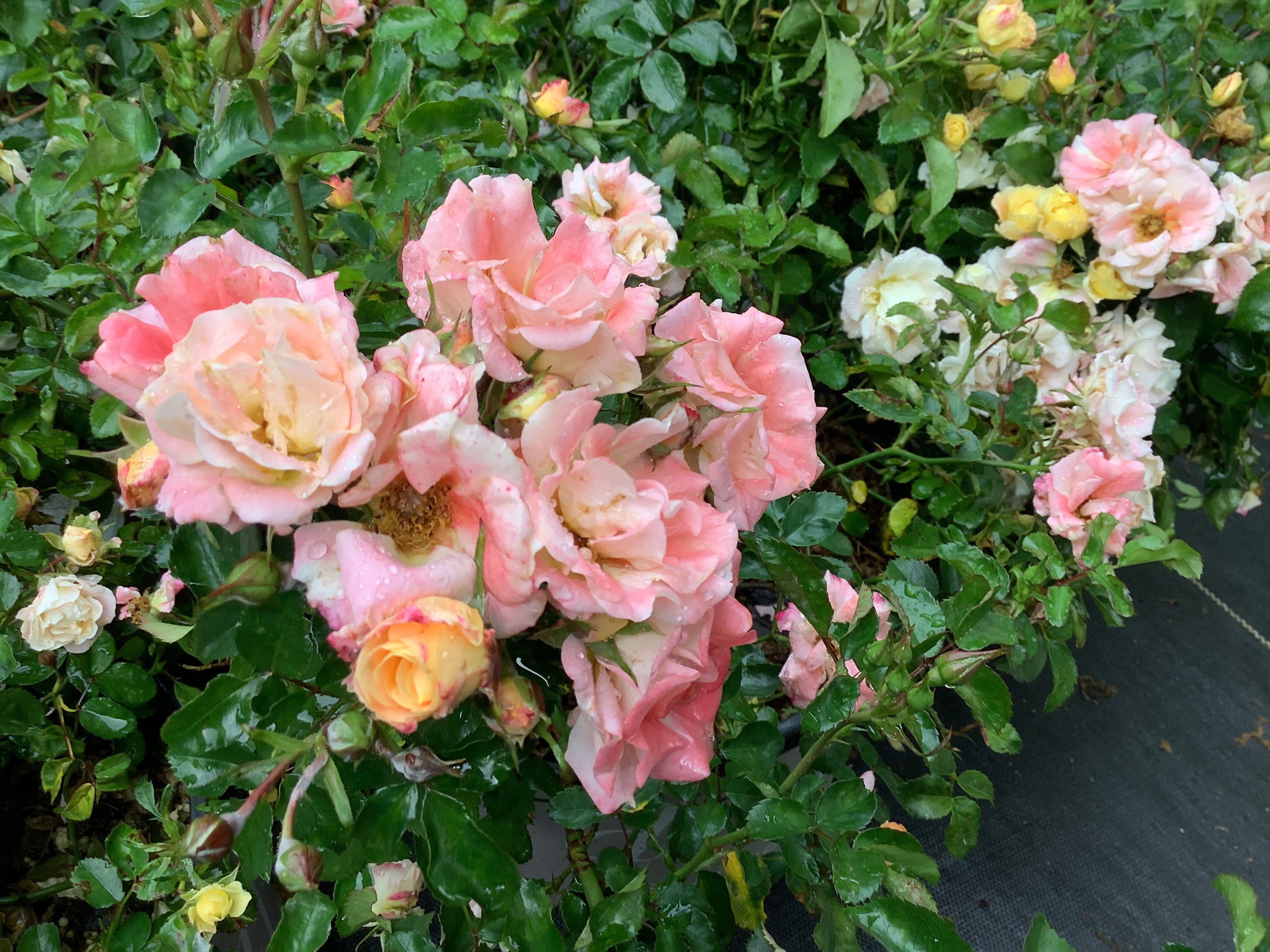 Drift Rose, Peach (M)