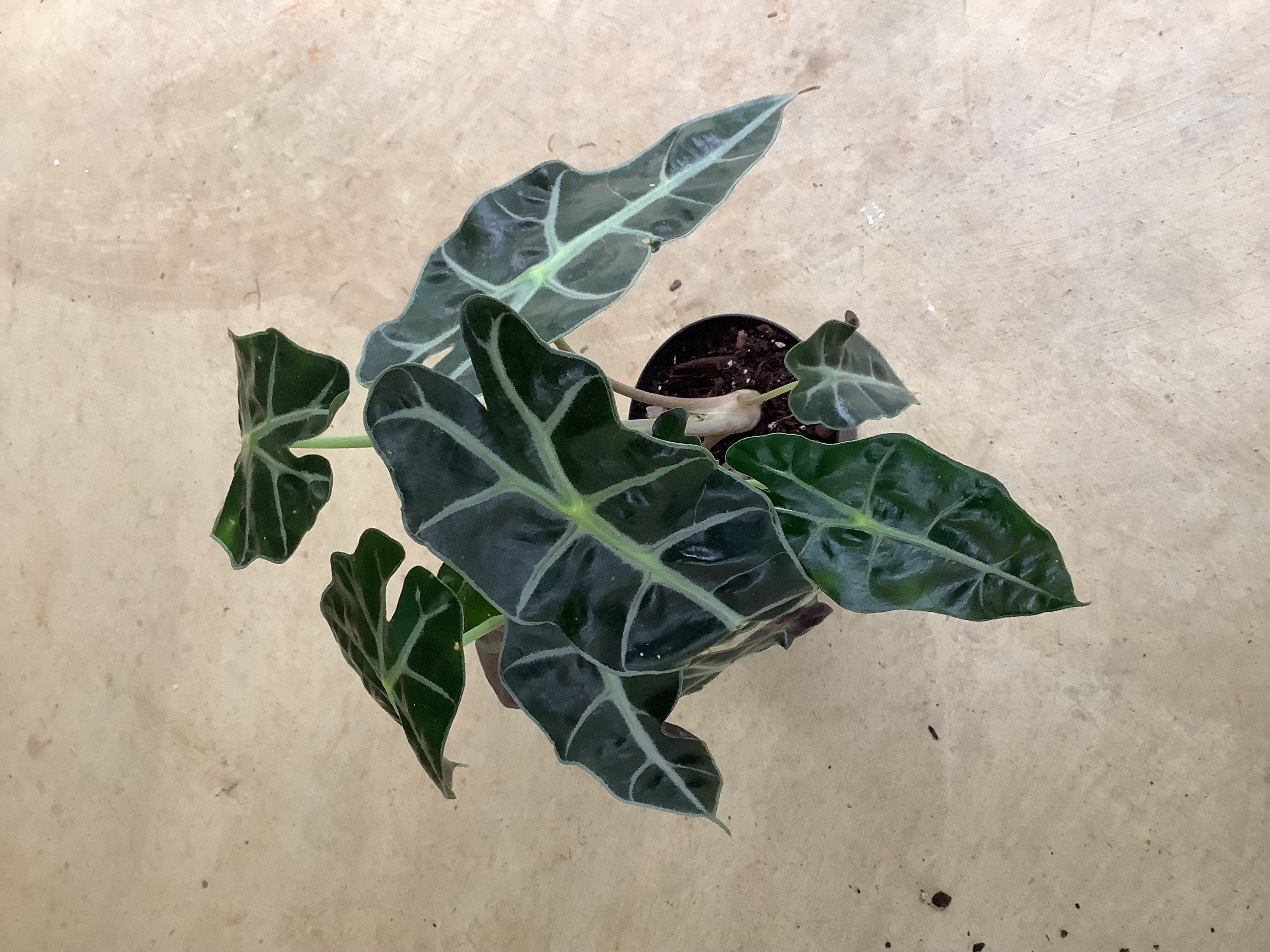Houseplant - Alocasia (African Mask)