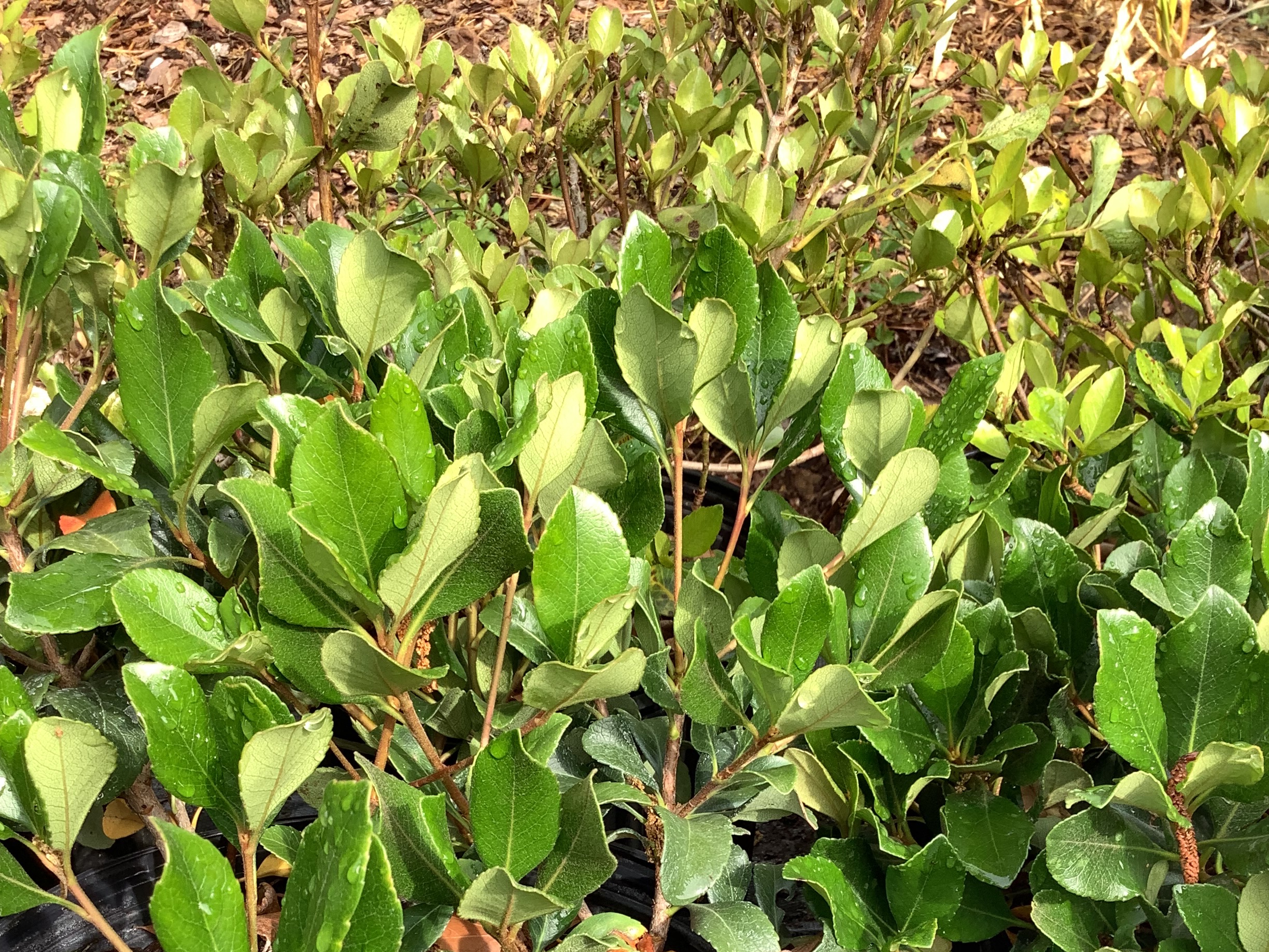 Indian Hawthorn, Eleanor Tabor (M)