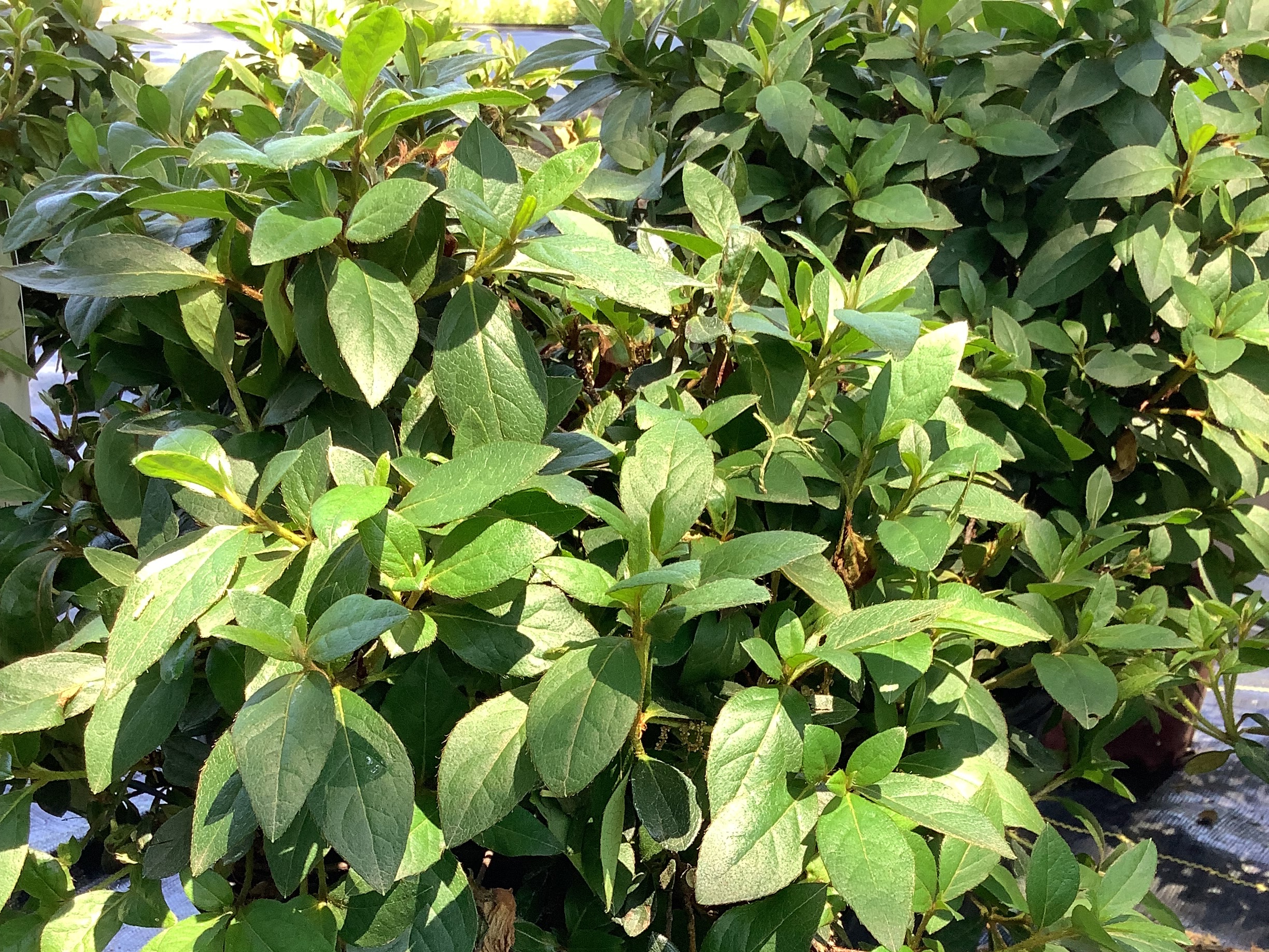 Azalea, Encore - Autumn Moonlight White(M)