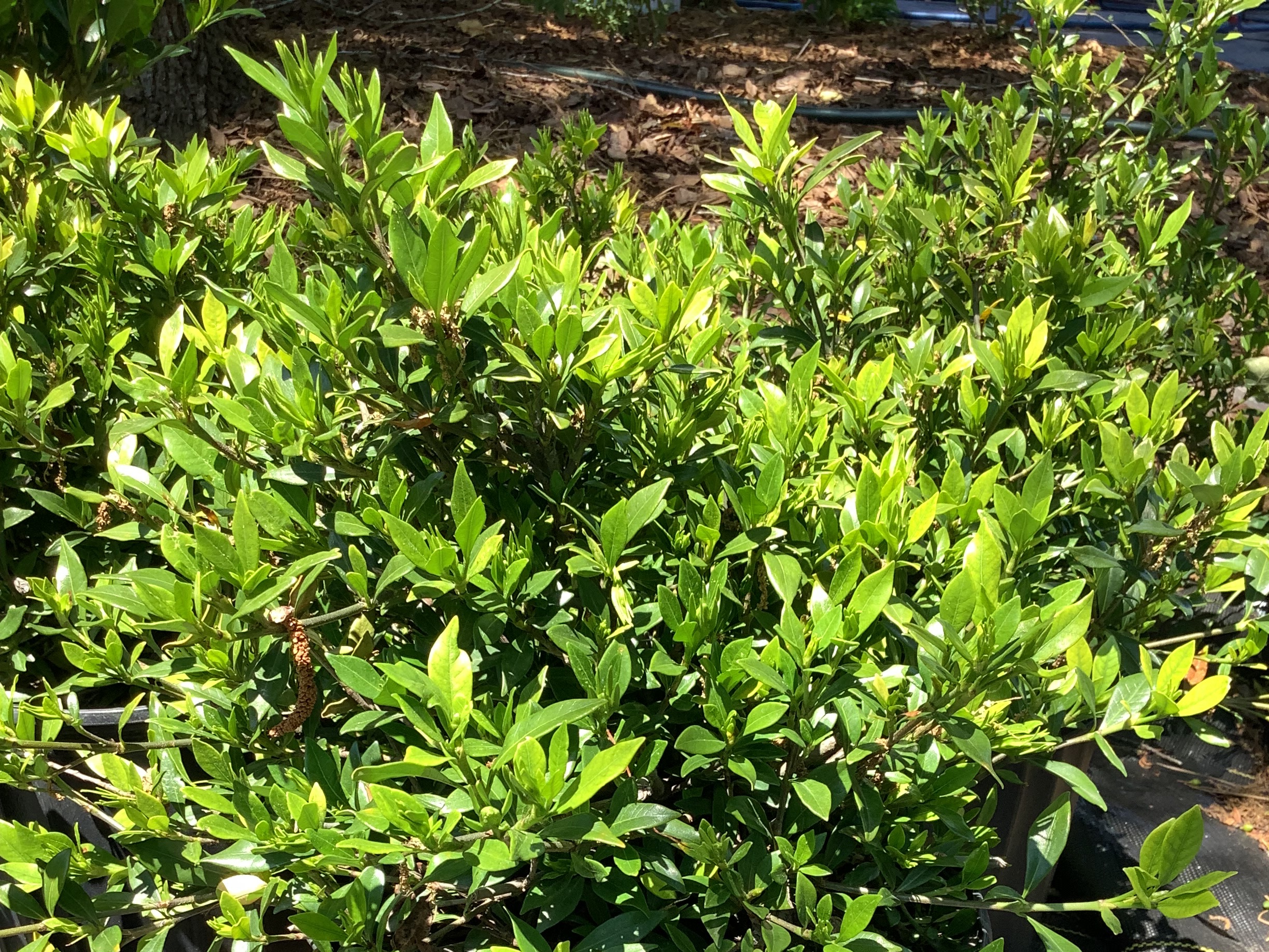 Gardenia, Radicans (S)