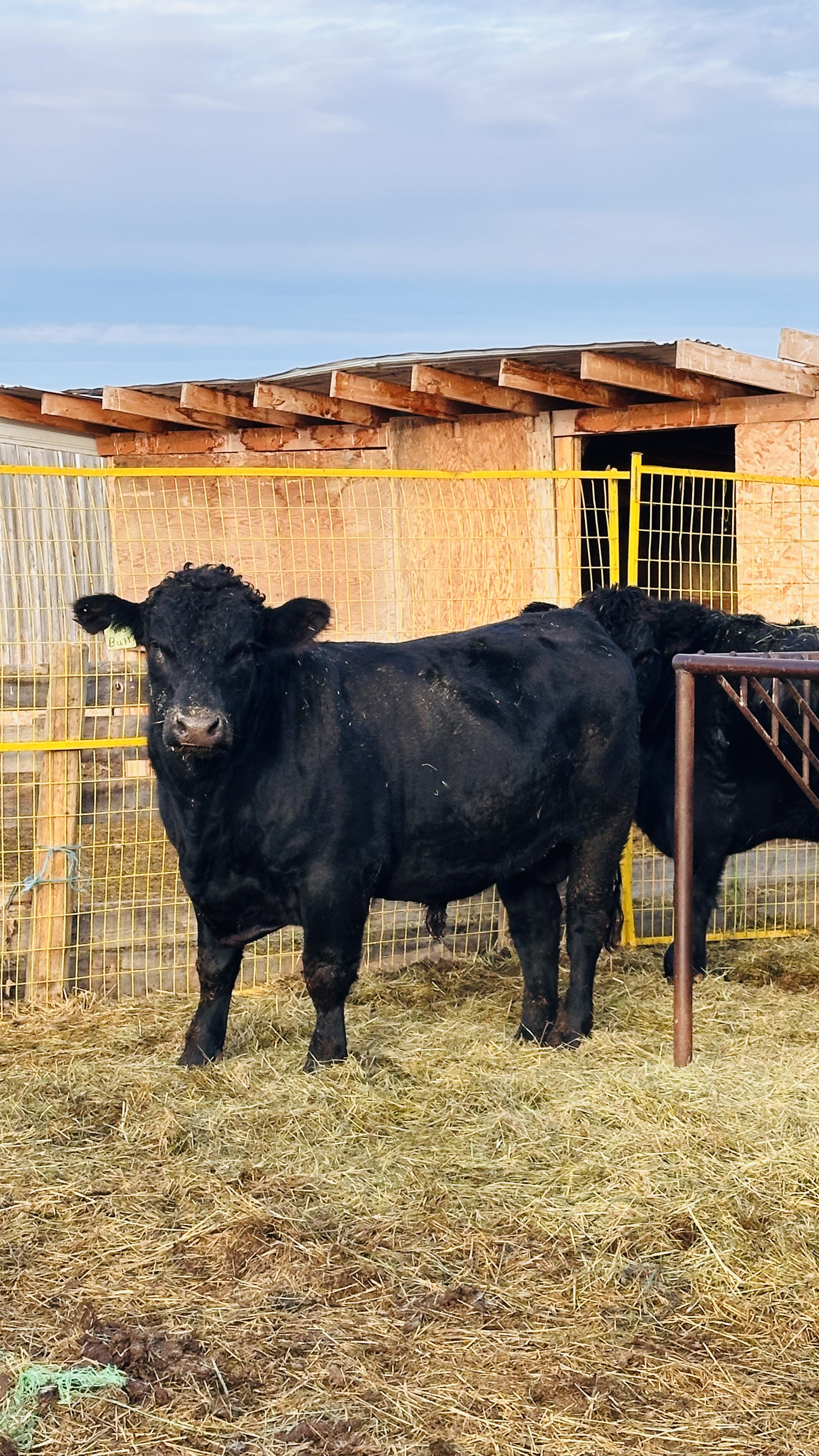 Ummah Halal Meat - About Us