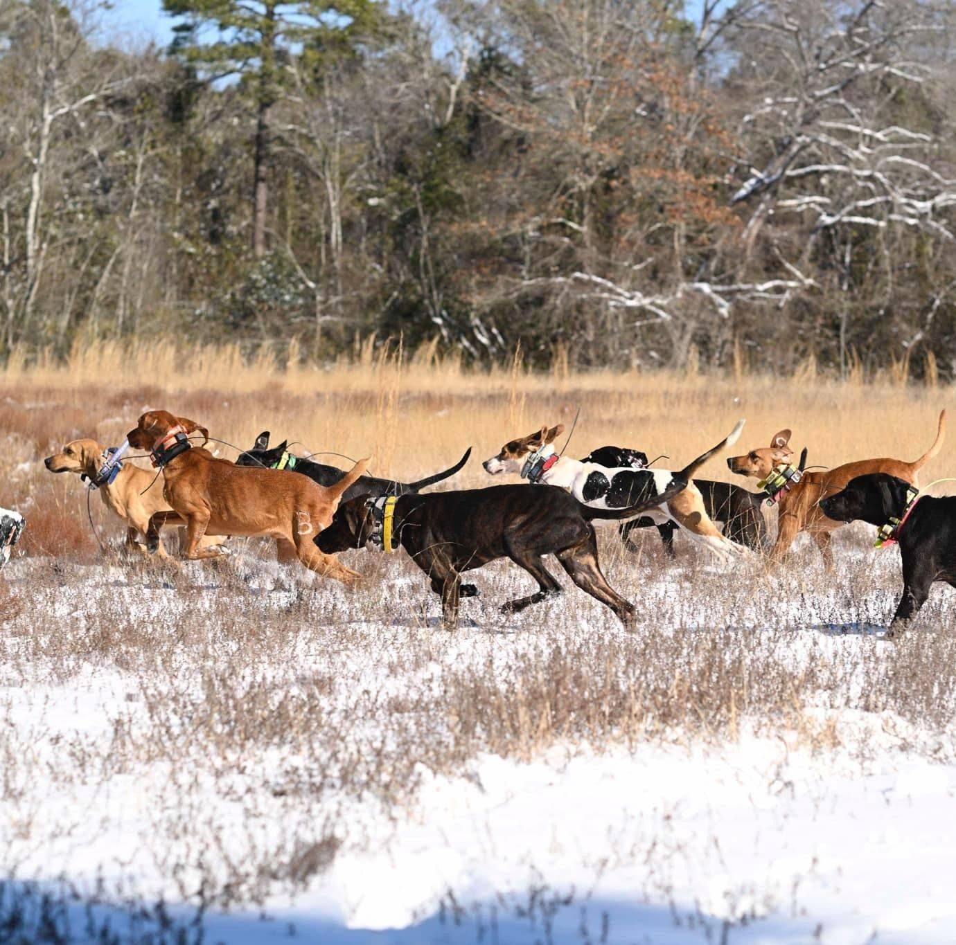 BEARKAMP HOUND SUPPLY - About Us