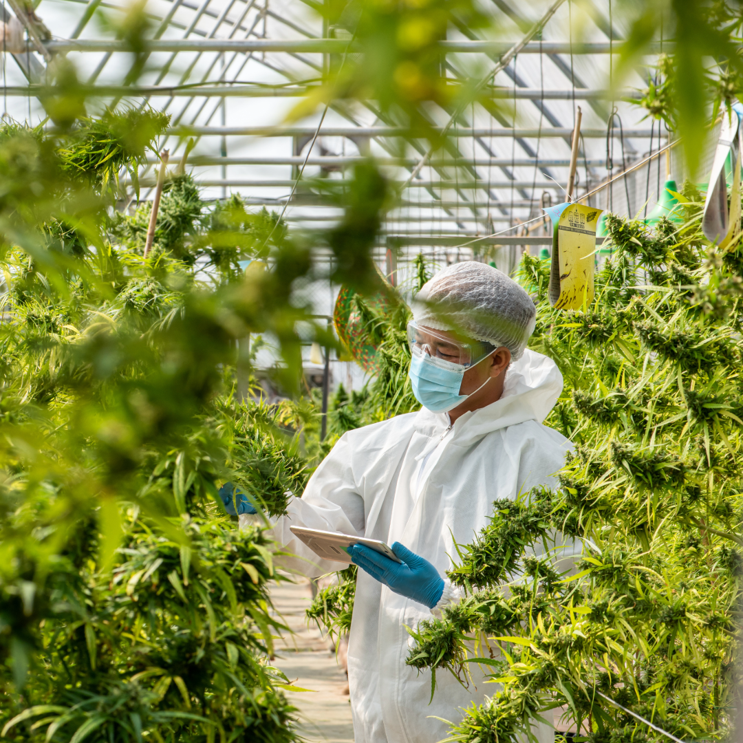 THE GREEN SPOT LLC - About Us