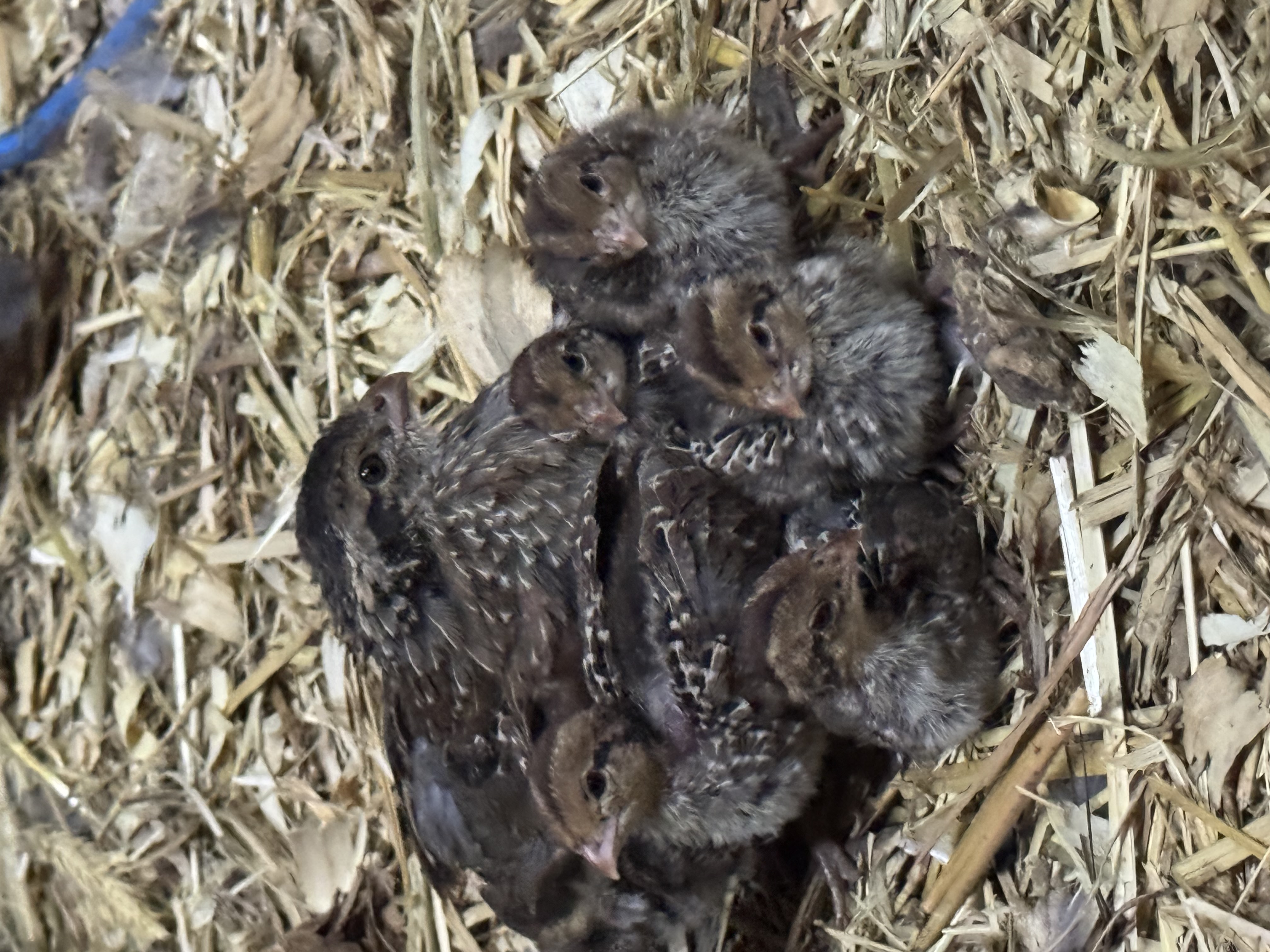 CLEGG FARM, LLC - About Our Farm