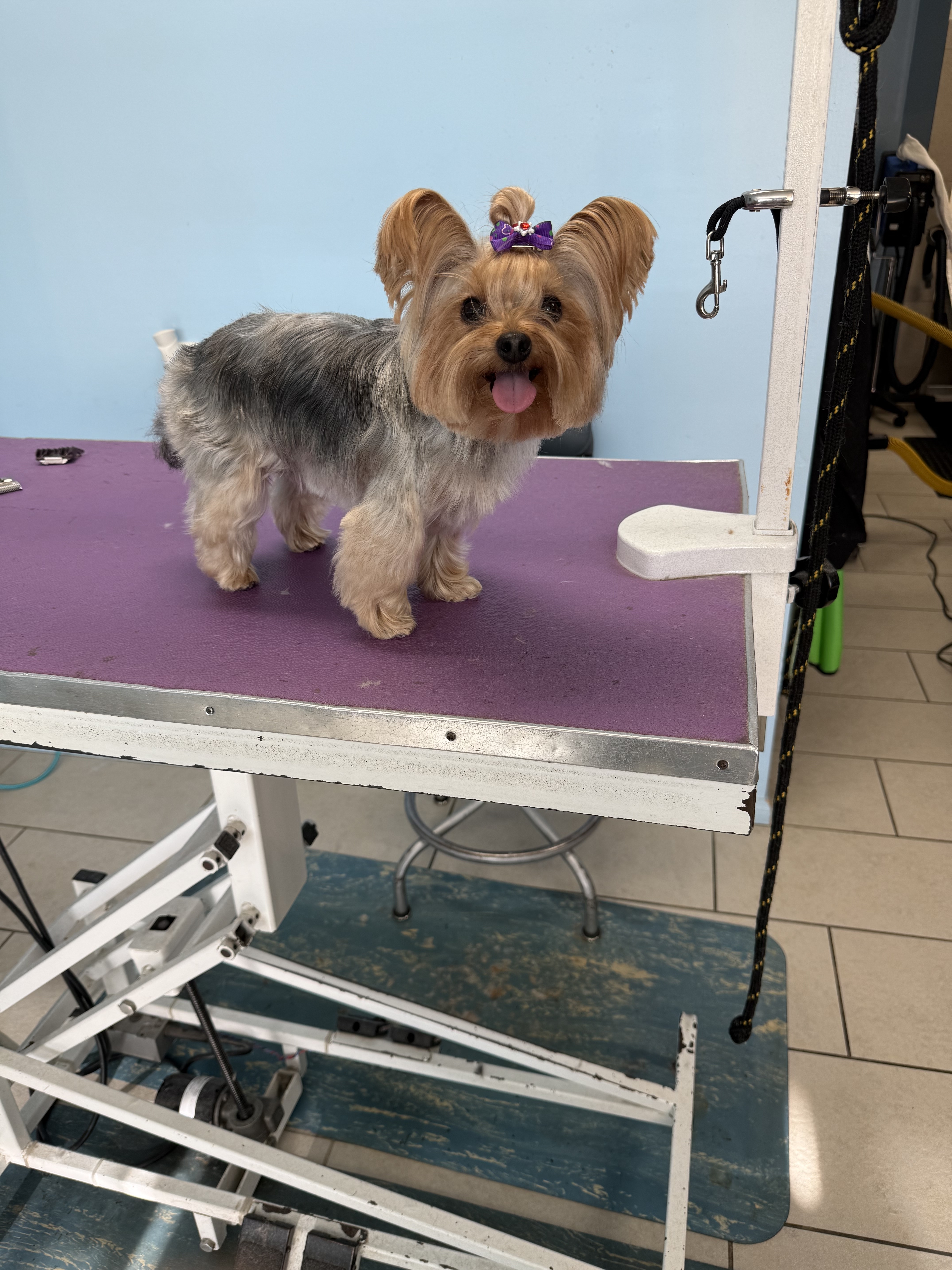 Poochies Dog Grooming 3 - Our Story